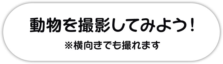 動物を撮影してみよう！